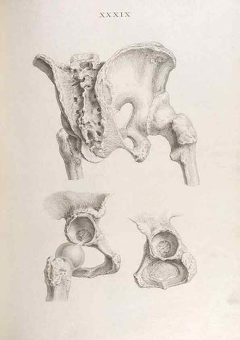 Reproducción/Reproduction 48832826316: Osteographia, or the Anatomy of the Bones.. London,1733.. 