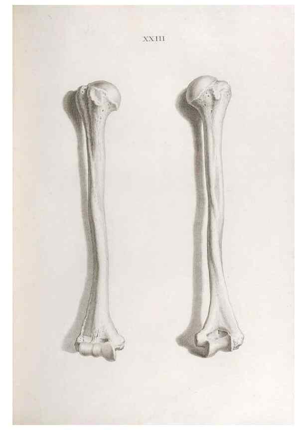 Reproducción/Reproduction 48832455443: Osteographia, or the Anatomy of the Bones.. London,1733.. 