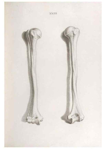 Reproducción/Reproduction 48832455443: Osteographia, or the Anatomy of the Bones.. London,1733.. 
