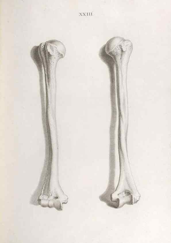 Reproducción/Reproduction 48832455443: Osteographia, or the Anatomy of the Bones.. London,1733.. 