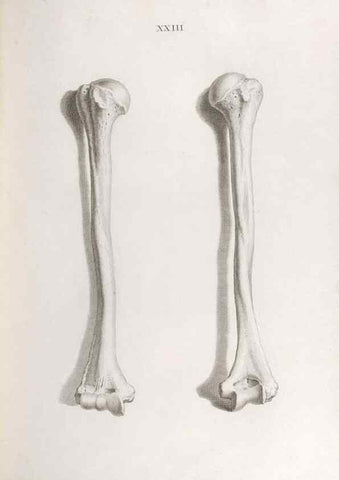 Reproducción/Reproduction 48832455443: Osteographia, or the Anatomy of the Bones.. London,1733.. 