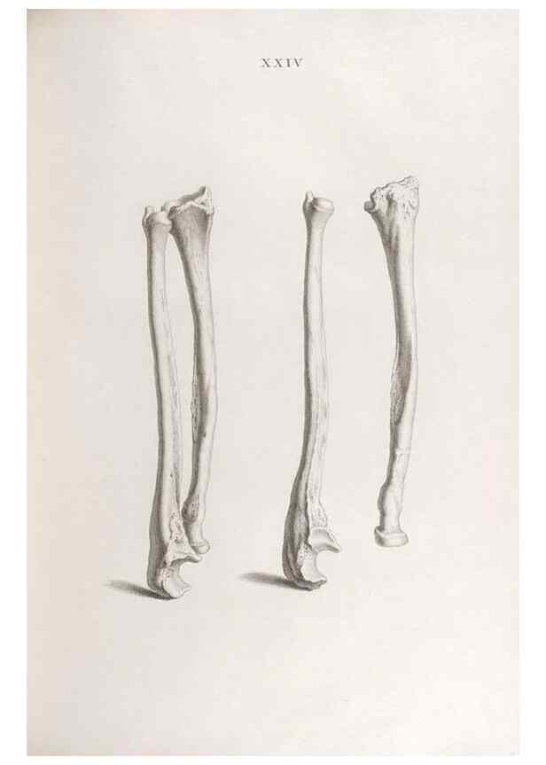 Reproducción/Reproduction 48832991632: Osteographia, or the Anatomy of the Bones.. London,1733.. 