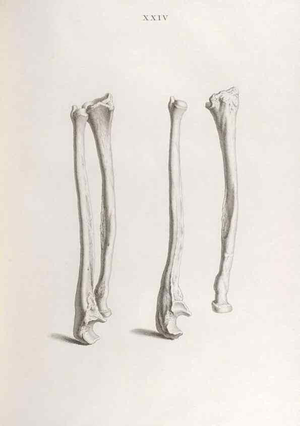 Reproducción/Reproduction 48832991632: Osteographia, or the Anatomy of the Bones.. London,1733.. 