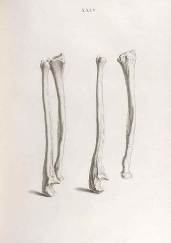Reproducción/Reproduction 48832991632: Osteographia, or the Anatomy of the Bones.. London,1733.. 