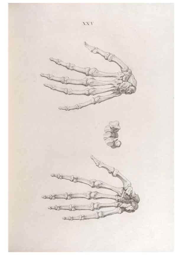 Reproducción/Reproduction 48832991952: Osteographia, or the Anatomy of the Bones.. London,1733.. 