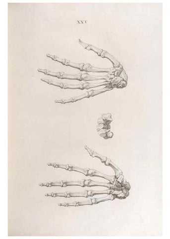 Reproducción/Reproduction 48832991952: Osteographia, or the Anatomy of the Bones.. London,1733.. 