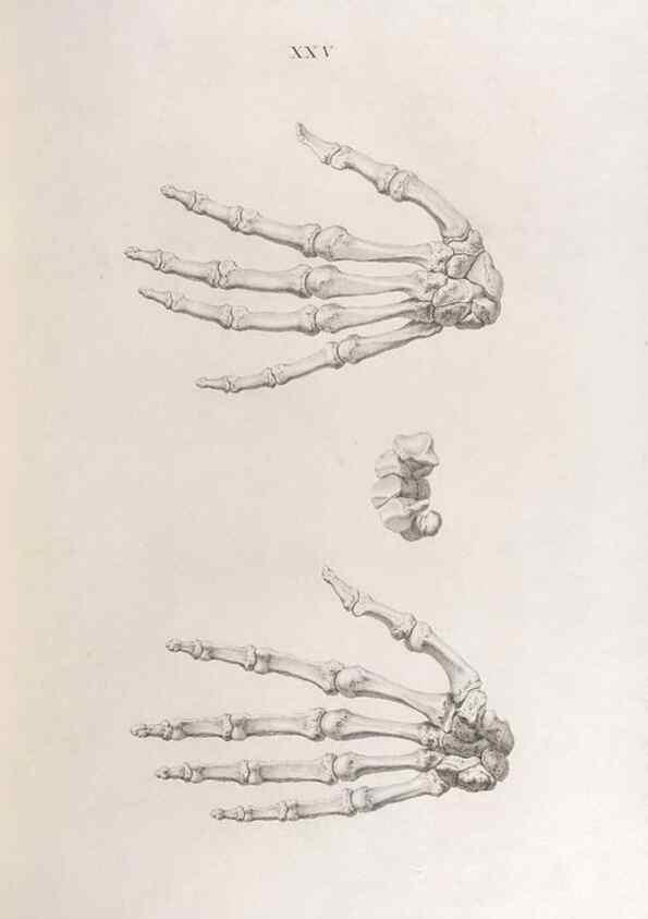 Reproducción/Reproduction 48832991952: Osteographia, or the Anatomy of the Bones.. London,1733.. 