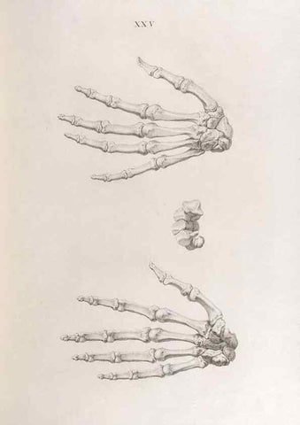 Reproducción/Reproduction 48832991952: Osteographia, or the Anatomy of the Bones.. London,1733.. 
