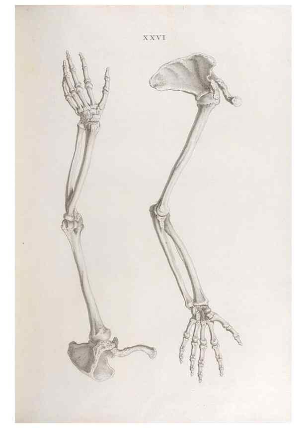 Reproducción/Reproduction 48832456448: Osteographia, or the Anatomy of the Bones.. London,1733.. 