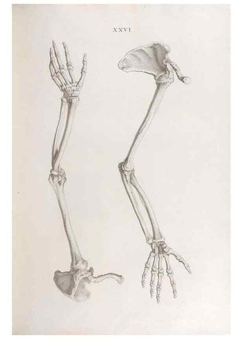 Reproducción/Reproduction 48832456448: Osteographia, or the Anatomy of the Bones.. London,1733.. 