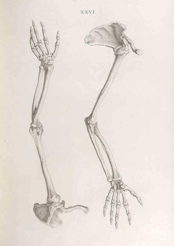 Reproducción/Reproduction 48832456448: Osteographia, or the Anatomy of the Bones.. London,1733.. 
