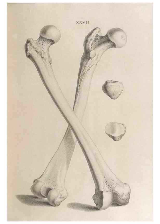 Reproducción/Reproduction 48832822511: Osteographia, or the Anatomy of the Bones.. London,1733.. 
