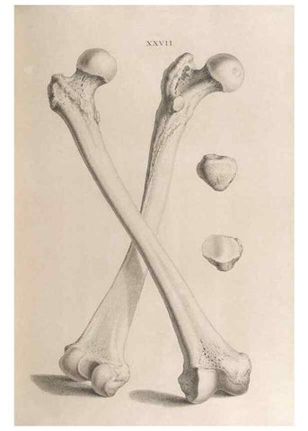 Reproducción/Reproduction 48832822511: Osteographia, or the Anatomy of the Bones.. London,1733.. 