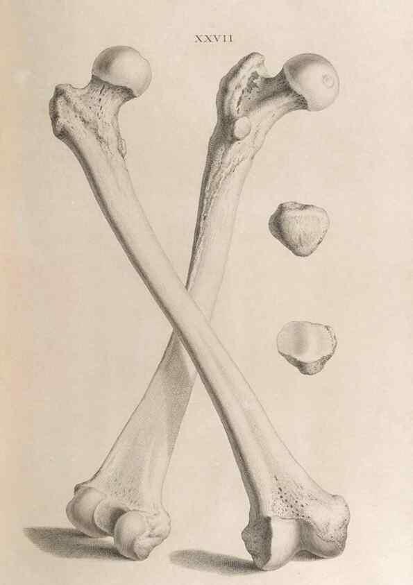 Reproducción/Reproduction 48832822511: Osteographia, or the Anatomy of the Bones.. London,1733.. 
