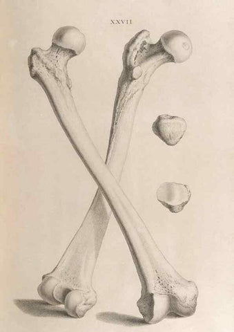 Reproducción/Reproduction 48832822511: Osteographia, or the Anatomy of the Bones.. London,1733.. 