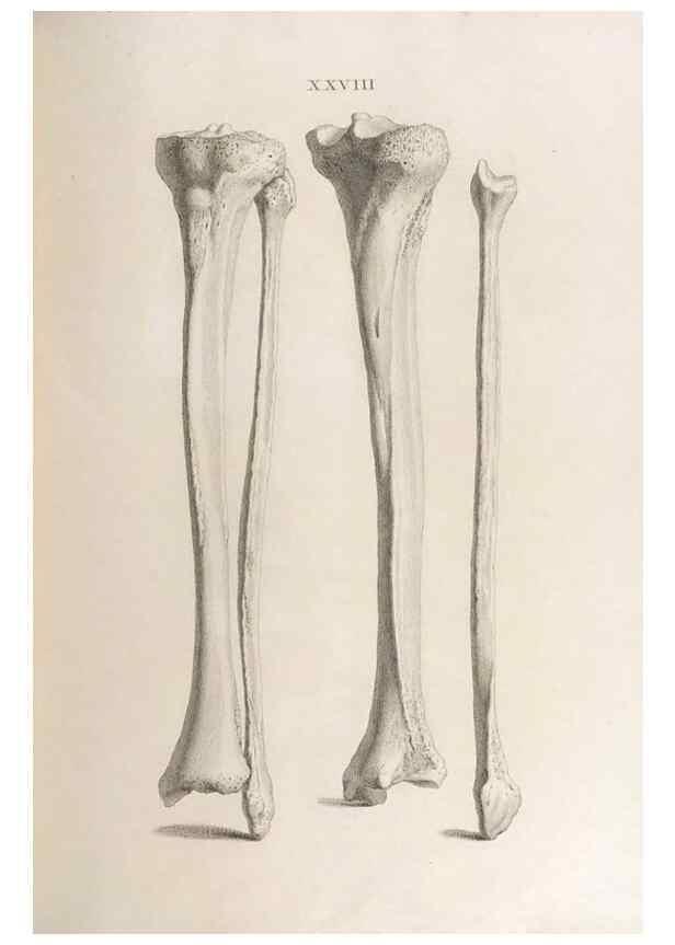 Reproducción/Reproduction 48832822776: Osteographia, or the Anatomy of the Bones.. London,1733.. 