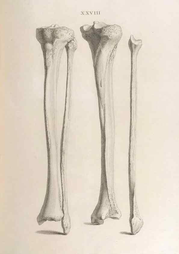 Reproducción/Reproduction 48832822776: Osteographia, or the Anatomy of the Bones.. London,1733.. 