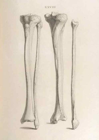 Reproducción/Reproduction 48832822776: Osteographia, or the Anatomy of the Bones.. London,1733.. 