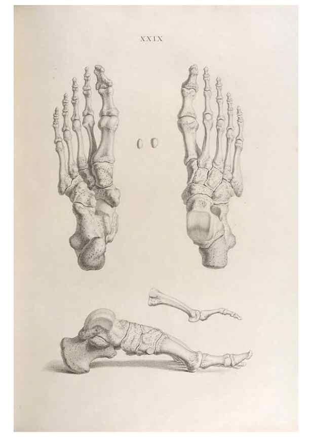 Reproducción/Reproduction 48832993082: Osteographia, or the Anatomy of the Bones.. London,1733.. 