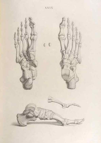 Reproducción/Reproduction 48832993082: Osteographia, or the Anatomy of the Bones.. London,1733.. 