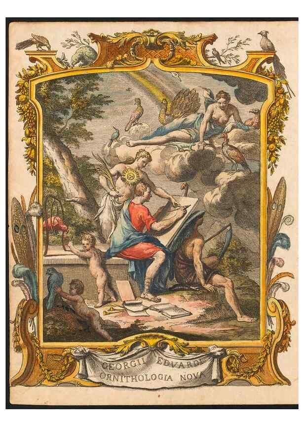 Reproducción/Reproduction 48832917663: A natural history of uncommon birds :. London :Printed for the author, at the College of Physicians in Warwick-Lane,1743-1751.. 