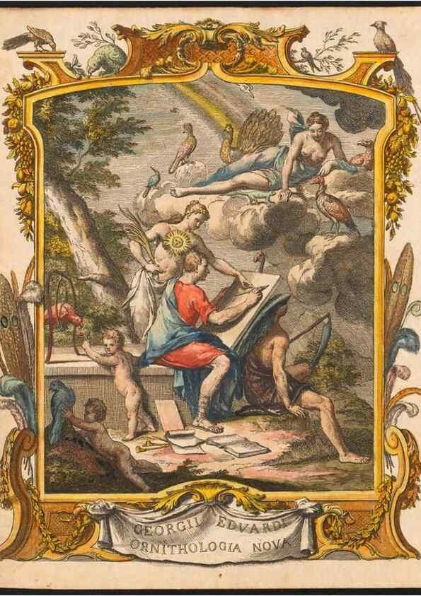 Reproducción/Reproduction 48832917663: A natural history of uncommon birds :. London :Printed for the author, at the College of Physicians in Warwick-Lane,1743-1751.. 