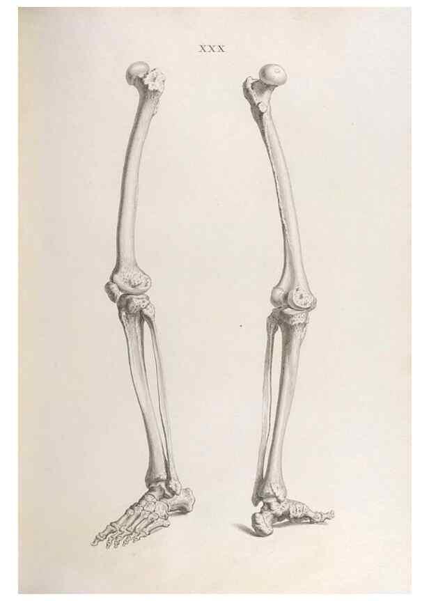 Reproducción/Reproduction 48832457748: Osteographia, or the Anatomy of the Bones.. London,1733.. 