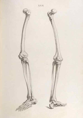 Reproducción/Reproduction 48832457748: Osteographia, or the Anatomy of the Bones.. London,1733.. 