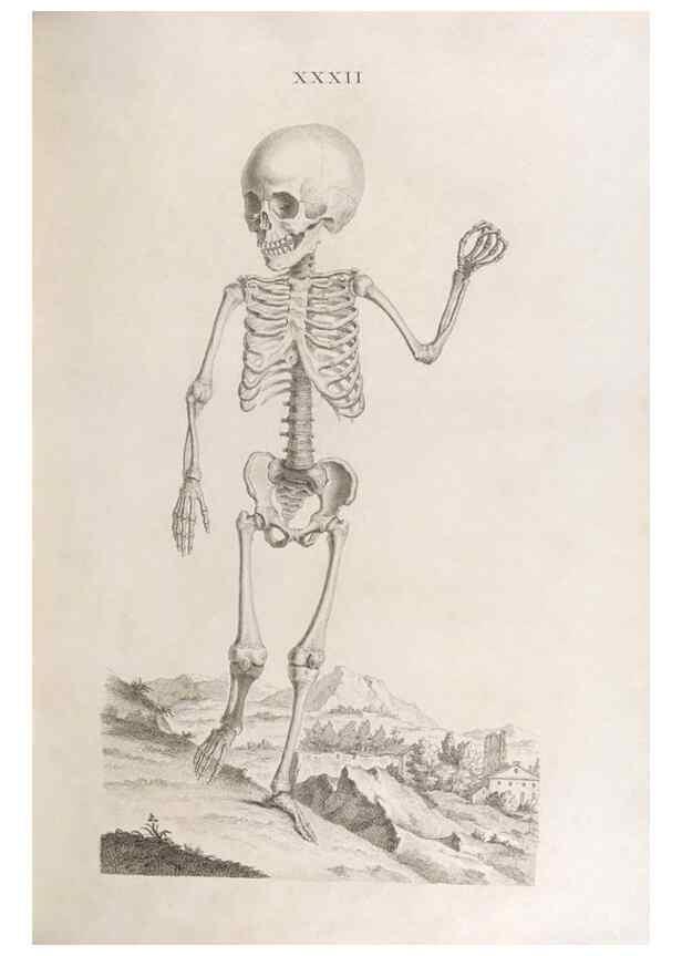 Reproducción/Reproduction 48832458368: Osteographia, or the Anatomy of the Bones.. London,1733.. 
