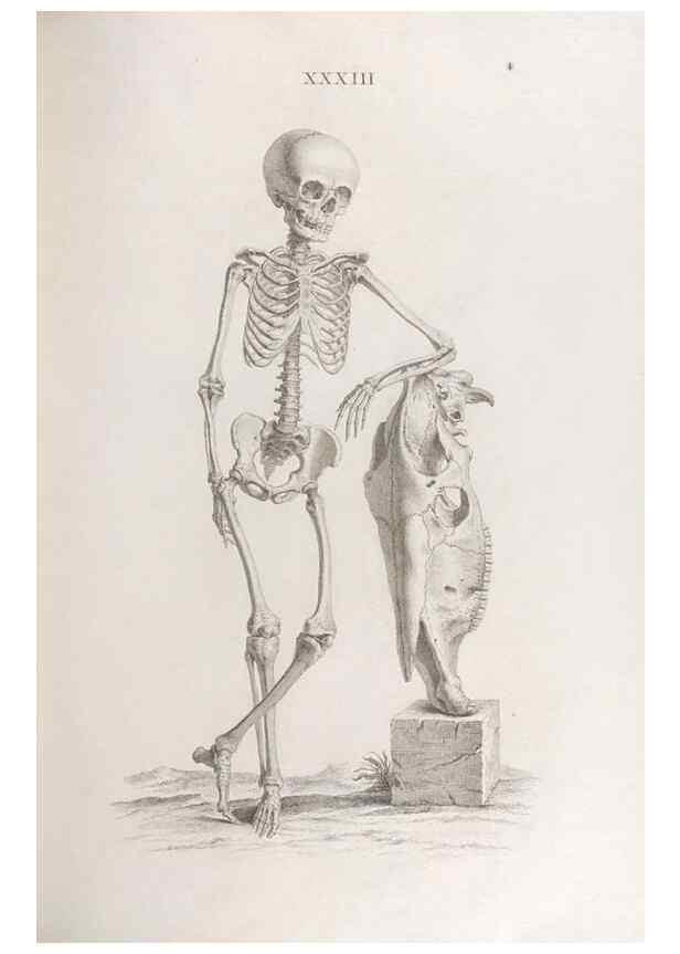 Reproducción/Reproduction 48832994252: Osteographia, or the Anatomy of the Bones.. London,1733.. 