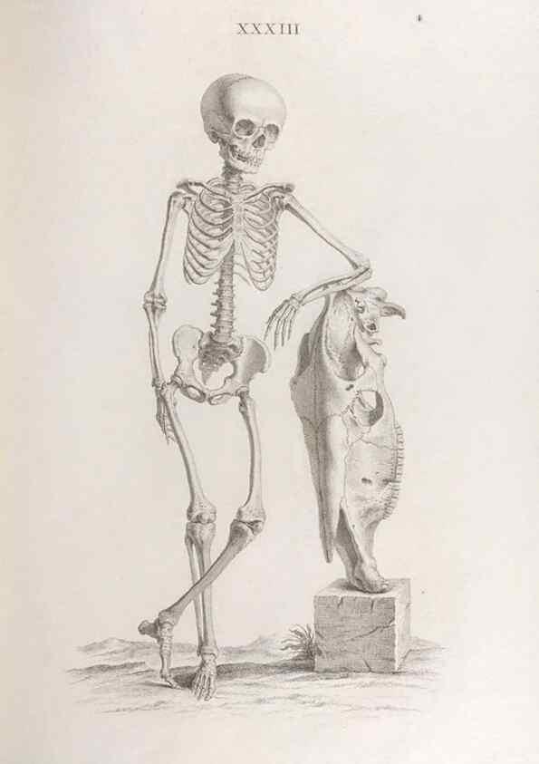 Reproducción/Reproduction 48832994252: Osteographia, or the Anatomy of the Bones.. London,1733.. 