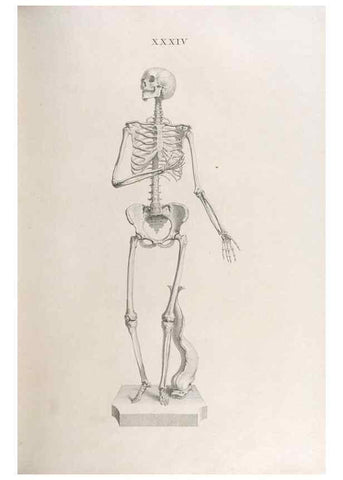 Reproducción/Reproduction 48832994577: Osteographia, or the Anatomy of the Bones.. London,1733.. 