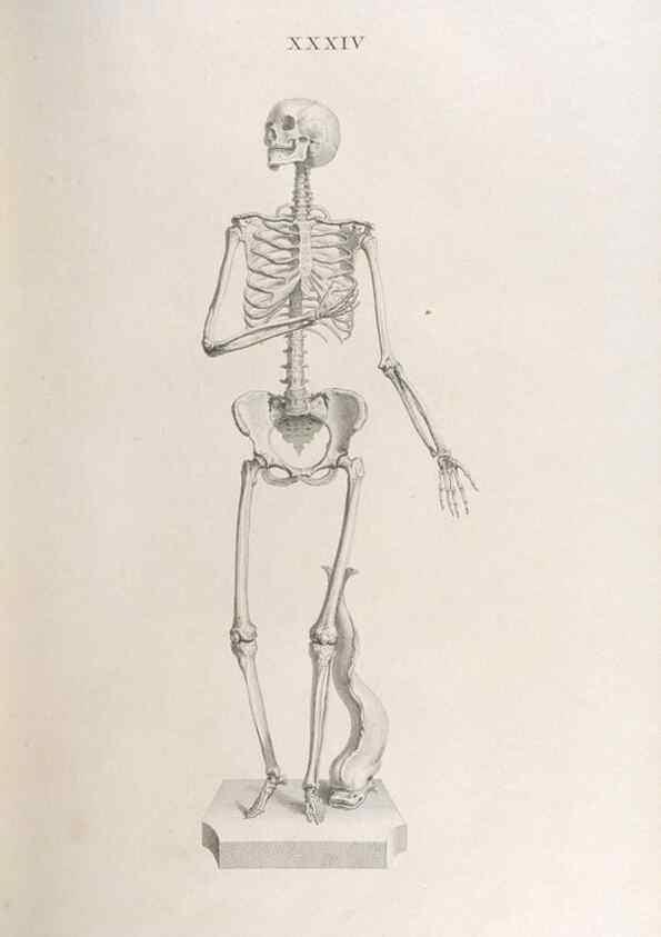 Reproducción/Reproduction 48832994577: Osteographia, or the Anatomy of the Bones.. London,1733.. 