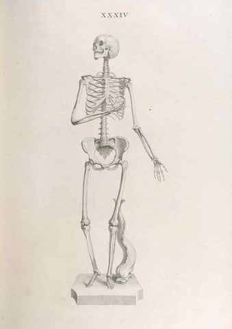 Reproducción/Reproduction 48832994577: Osteographia, or the Anatomy of the Bones.. London,1733.. 