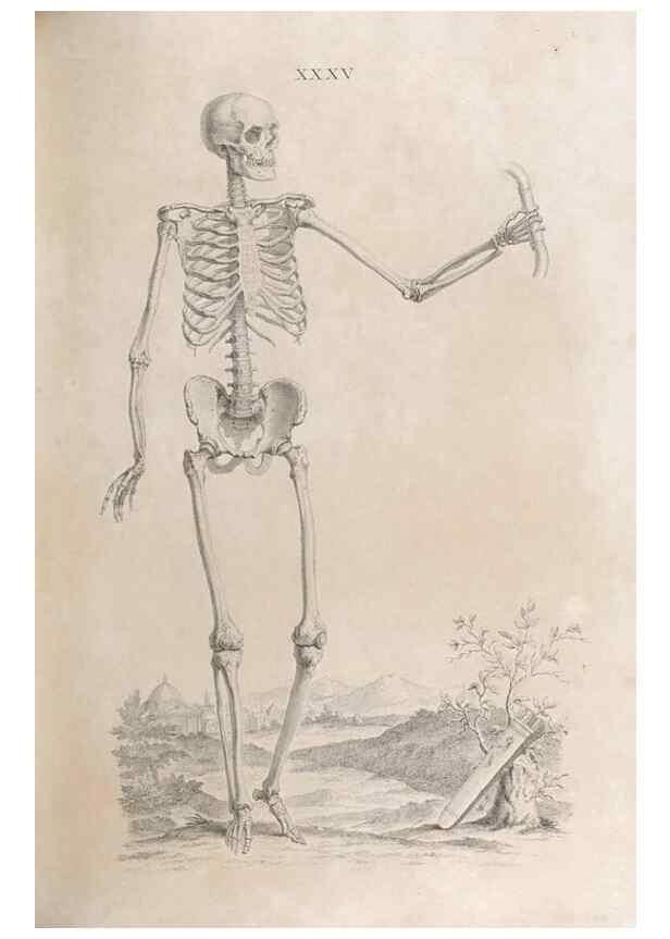 Reproducción/Reproduction 48832824971: Osteographia, or the Anatomy of the Bones.. London,1733.. 