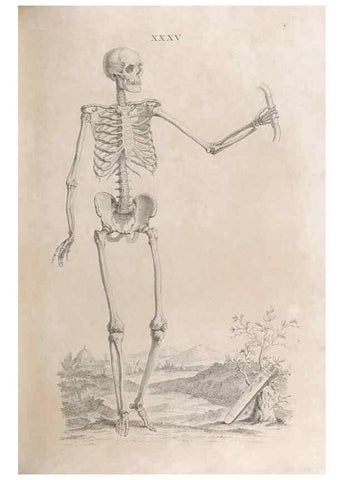 Reproducción/Reproduction 48832824971: Osteographia, or the Anatomy of the Bones.. London,1733.. 