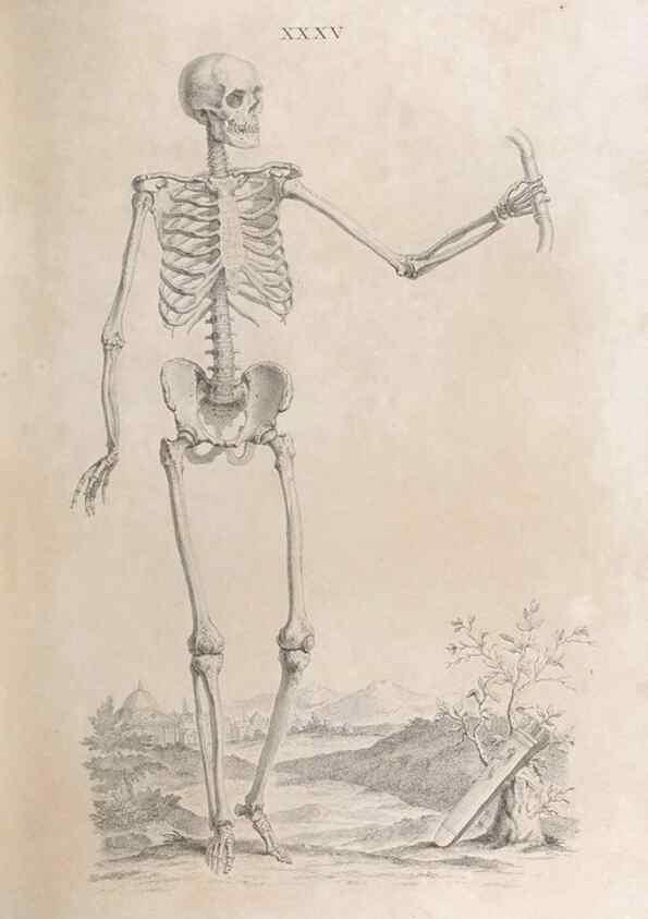 Reproducción/Reproduction 48832824971: Osteographia, or the Anatomy of the Bones.. London,1733.. 