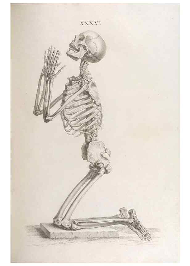 Reproducción/Reproduction 48832995342: Osteographia, or the Anatomy of the Bones.. London,1733.. 