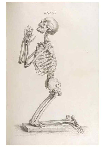 Reproducción/Reproduction 48832995342: Osteographia, or the Anatomy of the Bones.. London,1733.. 