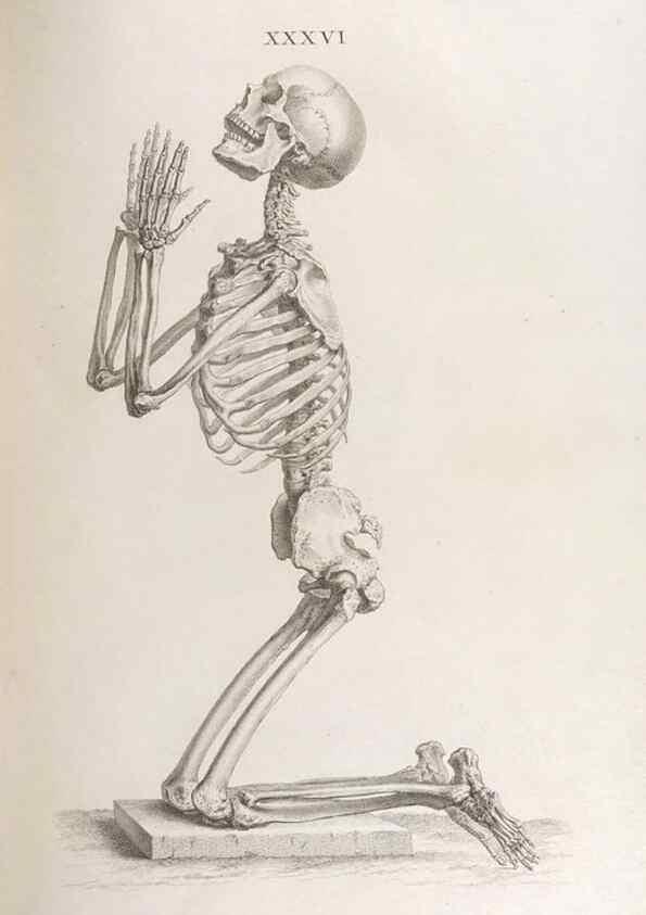 Reproducción/Reproduction 48832995342: Osteographia, or the Anatomy of the Bones.. London,1733.. 