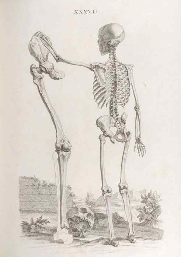 Reproducción/Reproduction 48832825661: Osteographia, or the Anatomy of the Bones.. London,1733.. 