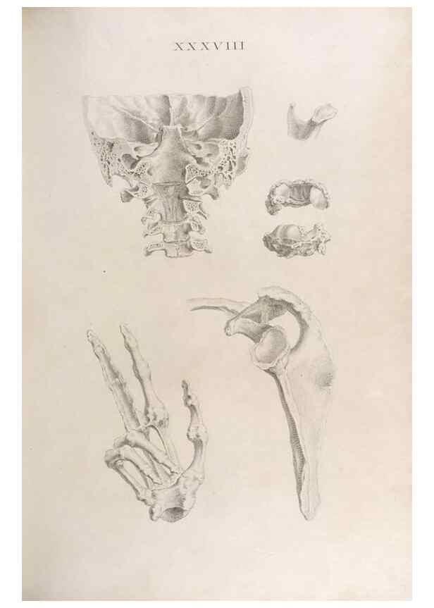 Reproducción/Reproduction 48832995952: Osteographia, or the Anatomy of the Bones.. London,1733.. 