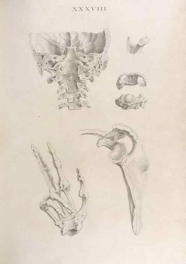 Reproducción/Reproduction 48832995952: Osteographia, or the Anatomy of the Bones.. London,1733.. 