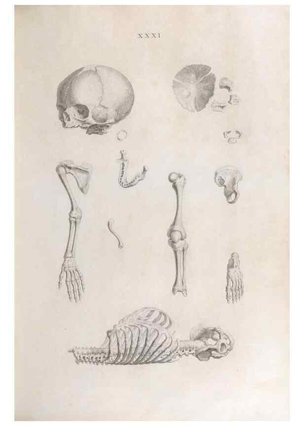 Reproducción/Reproduction 48832458058: Osteographia, or the Anatomy of the Bones.. London,1733.. 