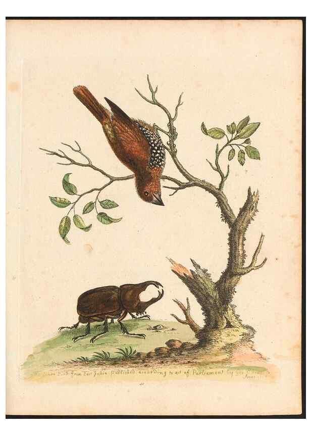 Reproducción/Reproduction 48833307331: A natural history of uncommon birds :. London :Printed for the author, at the College of Physicians in Warwick-Lane,1743-1751.. 