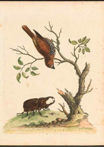 Reproducción/Reproduction 48833307331: A natural history of uncommon birds :. London :Printed for the author, at the College of Physicians in Warwick-Lane,1743-1751.. 