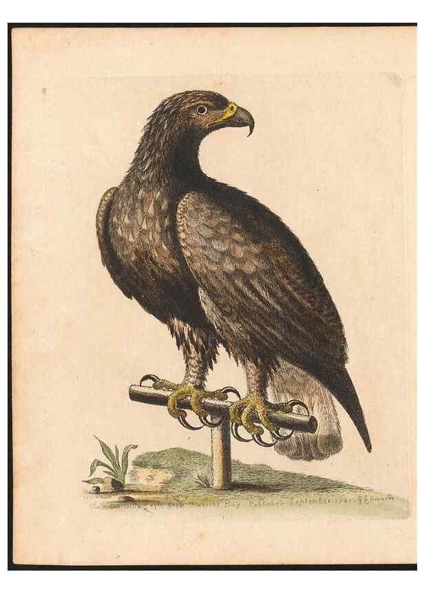 Reproducción/Reproduction 48833289671: A natural history of uncommon birds :. London :Printed for the author, at the College of Physicians in Warwick-Lane,1743-1751.. 