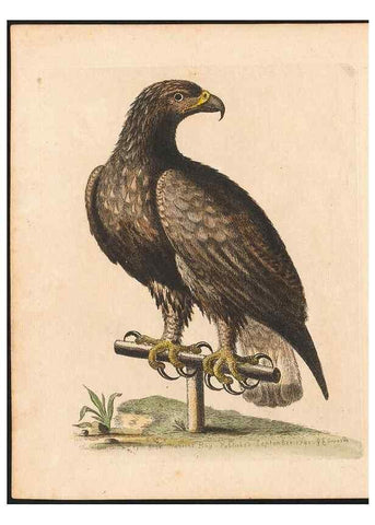 Reproducción/Reproduction 48833289671: A natural history of uncommon birds :. London :Printed for the author, at the College of Physicians in Warwick-Lane,1743-1751.. 