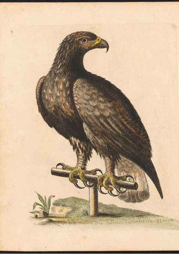 Reproducción/Reproduction 48833289671: A natural history of uncommon birds :. London :Printed for the author, at the College of Physicians in Warwick-Lane,1743-1751.. 
