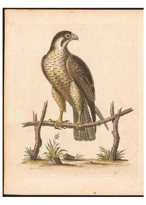 Reproducción/Reproduction 48833290546: A natural history of uncommon birds :. London :Printed for the author, at the College of Physicians in Warwick-Lane,1743-1751.. 